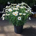 Bild von Argyranthemum P19 struikmagriet Wit